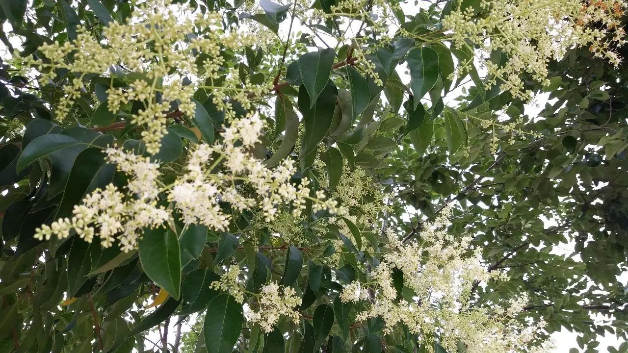 昭通的虫儿树开花了!