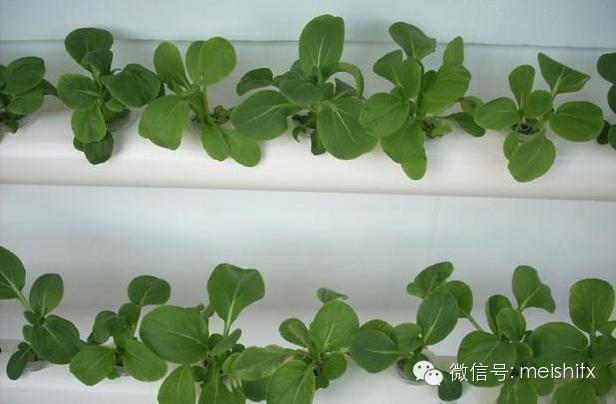 【转载】一根管子就能种出全家人吃的菜! - ynmzfhl - ynmzfhl的博客 一根管子就能种出全家人吃的菜! - 笑看人生 - 笑看人生