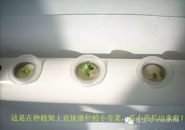 【转载】一根管子就能种出全家人吃的菜! - ynmzfhl - ynmzfhl的博客 一根管子就能种出全家人吃的菜! - 笑看人生 - 笑看人生