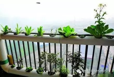 【转载】一根管子就能种出全家人吃的菜! - ynmzfhl - ynmzfhl的博客 一根管子就能种出全家人吃的菜! - 笑看人生 - 笑看人生