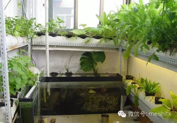 【转载】一根管子就能种出全家人吃的菜! - ynmzfhl - ynmzfhl的博客 一根管子就能种出全家人吃的菜! - 笑看人生 - 笑看人生