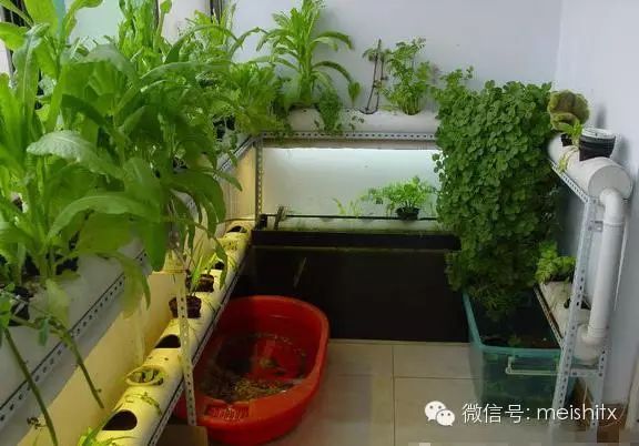 【转载】一根管子就能种出全家人吃的菜! - ynmzfhl - ynmzfhl的博客 一根管子就能种出全家人吃的菜! - 笑看人生 - 笑看人生