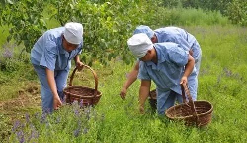 致富三农养牛视频_三农致富经_致富三农视频