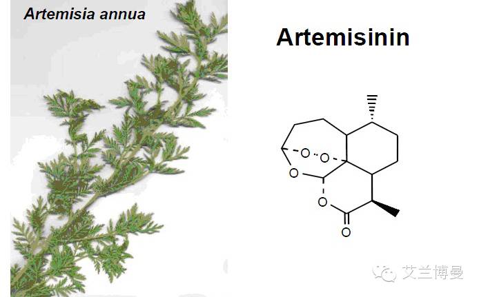 青蒿素是来自一种菊科艾属植物的提取物,对恶性疟疾,脑疟强大的治疗