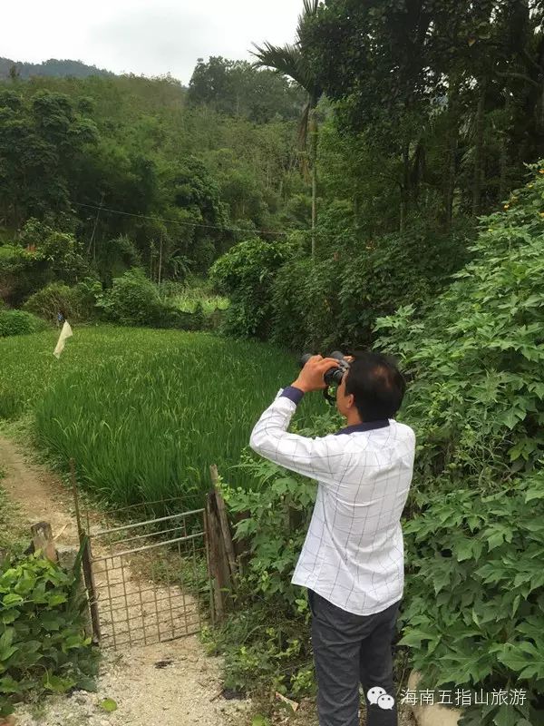 村民邓文才经常用望远镜找蜜蜂踪迹