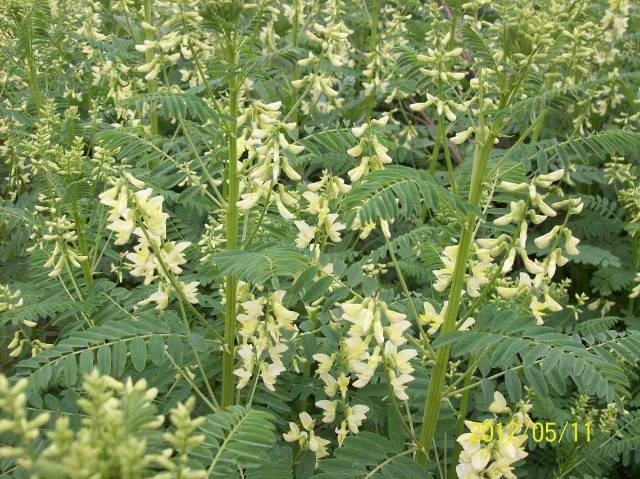 黄芪,是豆科植物,花冠蝶形淡黄色,入药用根部