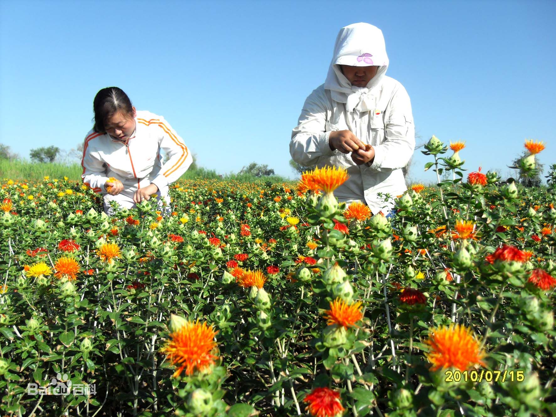 #每天一味中草药# <wbr>42：红花，您知道胭脂的来历吗？