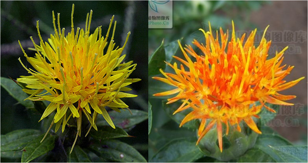 #每天一味中草药# <wbr>42：红花，您知道胭脂的来历吗？