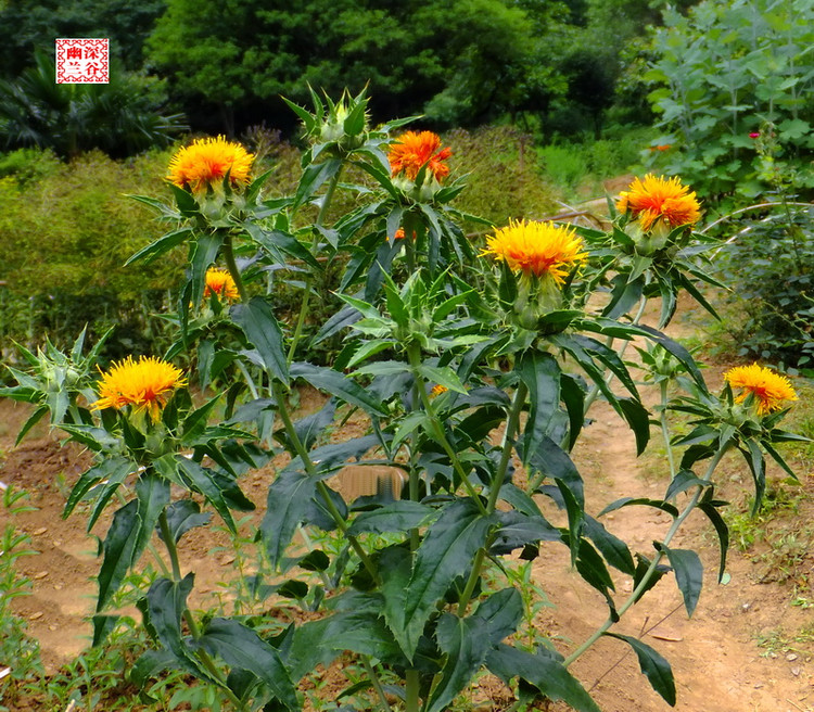 #每天一味中草药# <wbr>