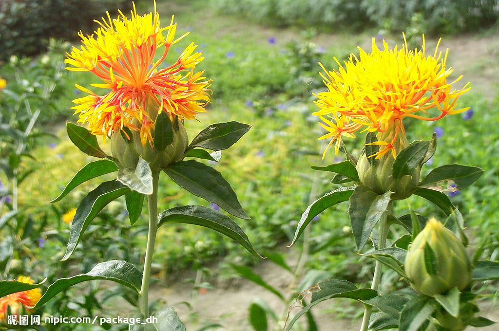 #每天一味中草药# <wbr>42：红花，您知道胭脂的来历吗？