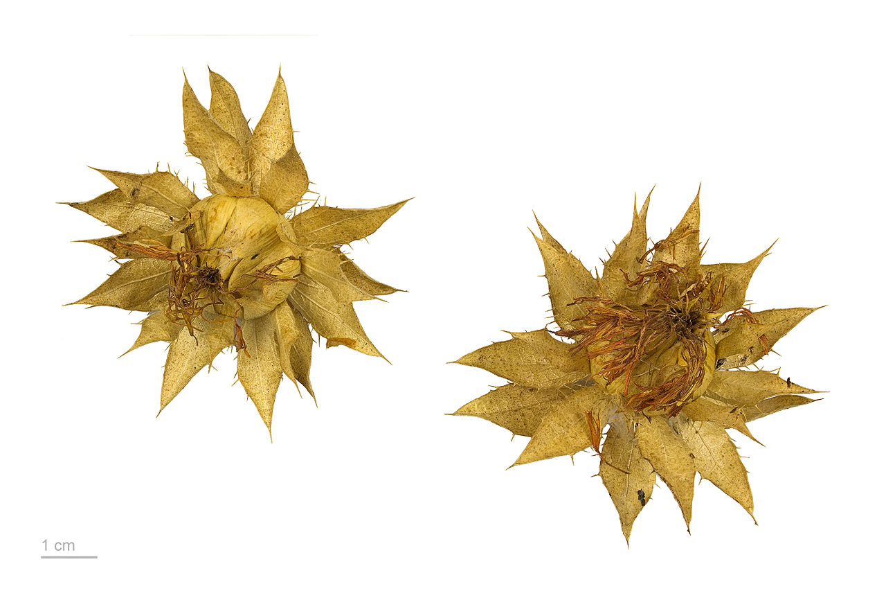 #每天一味中草药# <wbr>42：红花，您知道胭脂的来历吗？