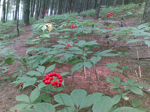 根据生长环境分 野生的叫做"山参"或"野山参",由于野外生长环境恶略