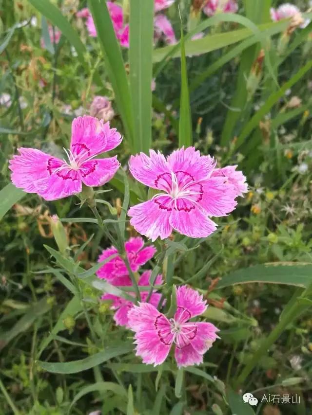 石竹花 因其茎具节,膨大似竹,故名 石竹科,石竹属多年生草本 株高30