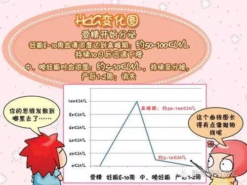 备孕知识:HCG是怎么产生的?-怀孕期