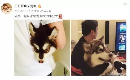 “国民老公”王思聪家狗的网红之路:做软广、做慈善、当...