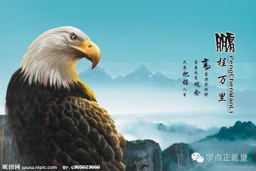 鹰的重生,百看不厌( 推荐 )