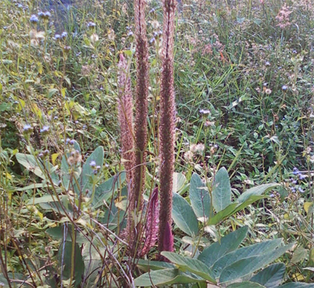 闽清山间这些草药，煲汤效果还真的都不一般