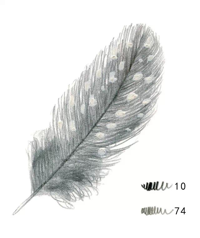 如何快速画一支漂亮的羽毛?铅笔分享
