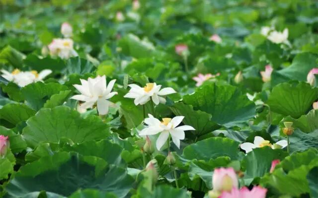 伦敦南岸艺术区_南岸区莲花堂_普法栏目剧莲花闹海堂全集