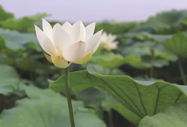普法栏目剧莲花闹海堂全集_伦敦南岸艺术区_南岸区莲花堂