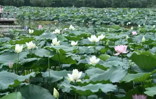 伦敦南岸艺术区_普法栏目剧莲花闹海堂全集_南岸区莲花堂