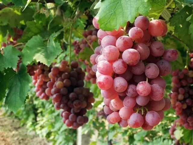 南岸区莲花堂_普法栏目剧莲花闹海堂全集_伦敦南岸艺术区