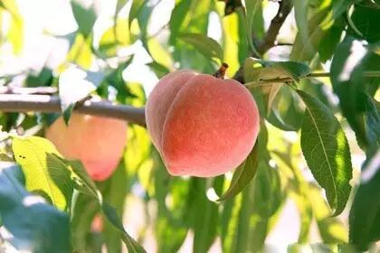 普法栏目剧莲花闹海堂全集_南岸区莲花堂_伦敦南岸艺术区