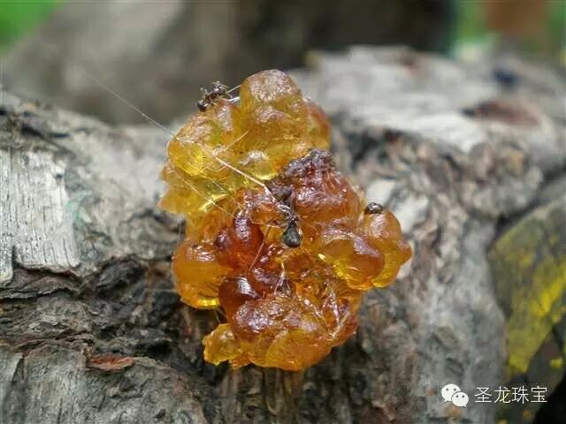 图解琥珀形成的过程