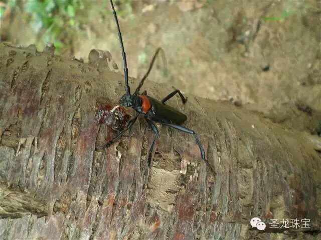 图解琥珀形成的过程