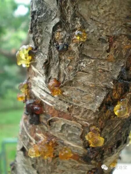 图解琥珀形成的过程