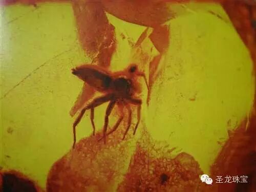 图解琥珀形成的过程