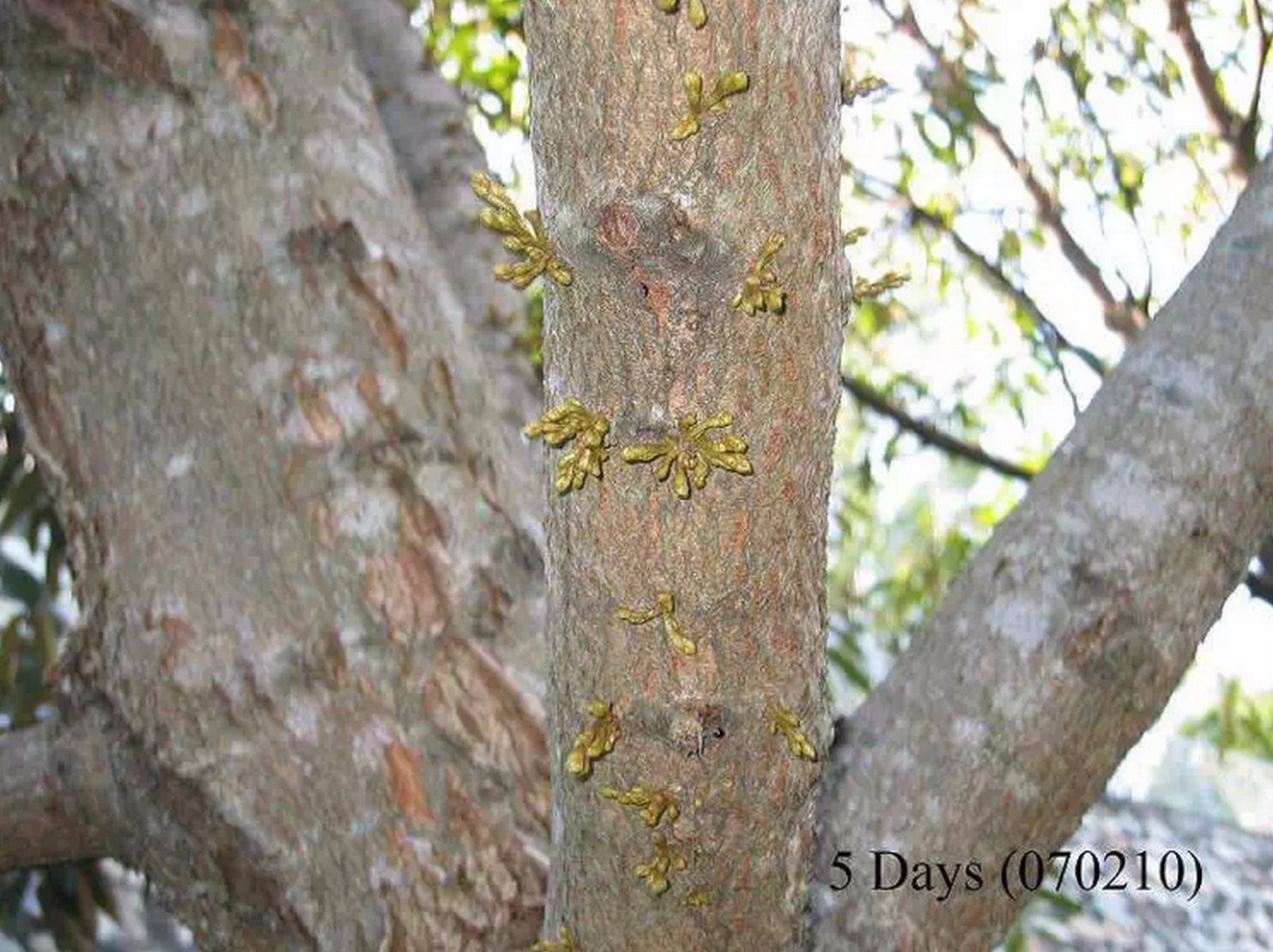 火龙果 山竹 腰果等名贵果子是怎么长出来的？有图有真相41 / 作者:火星娃崽 / 帖子ID:113288