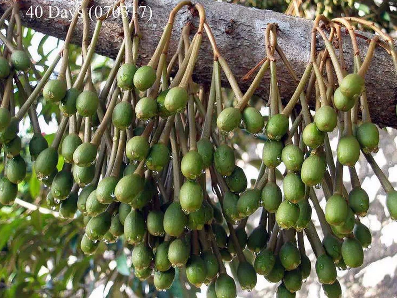 火龙果 山竹 腰果等名贵果子是怎么长出来的？有图有真相699 / 作者:火星娃崽 / 帖子ID:113288