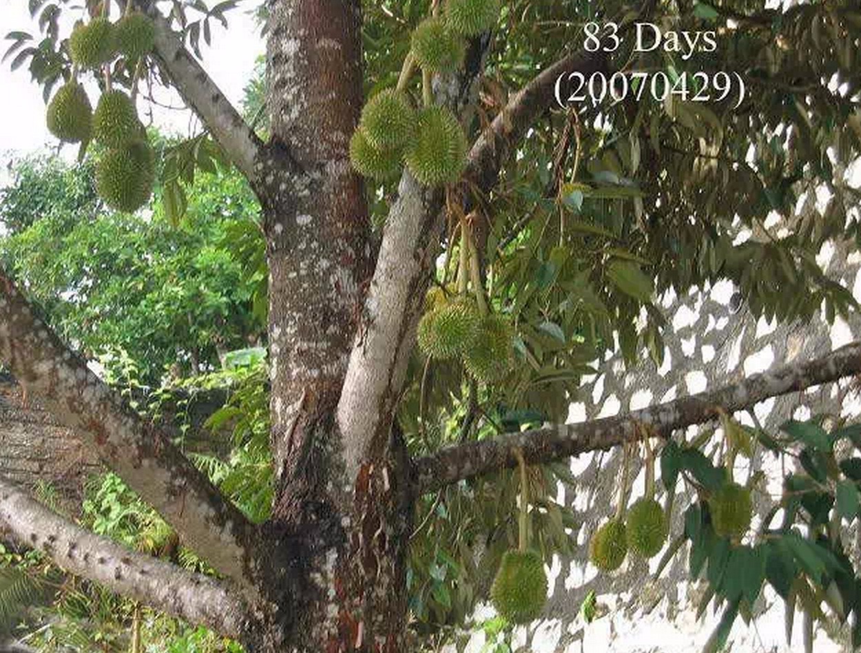 火龙果 山竹 腰果等名贵果子是怎么长出来的？有图有真相665 / 作者:火星娃崽 / 帖子ID:113288