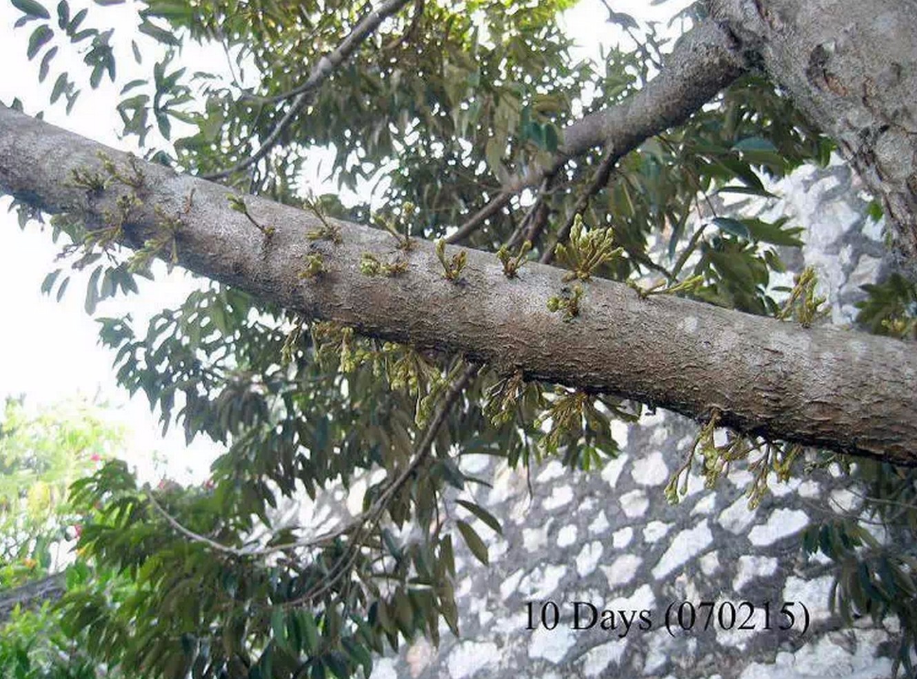 火龙果 山竹 腰果等名贵果子是怎么长出来的？有图有真相176 / 作者:火星娃崽 / 帖子ID:113288