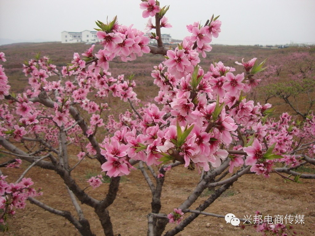 桃树春季如何管理