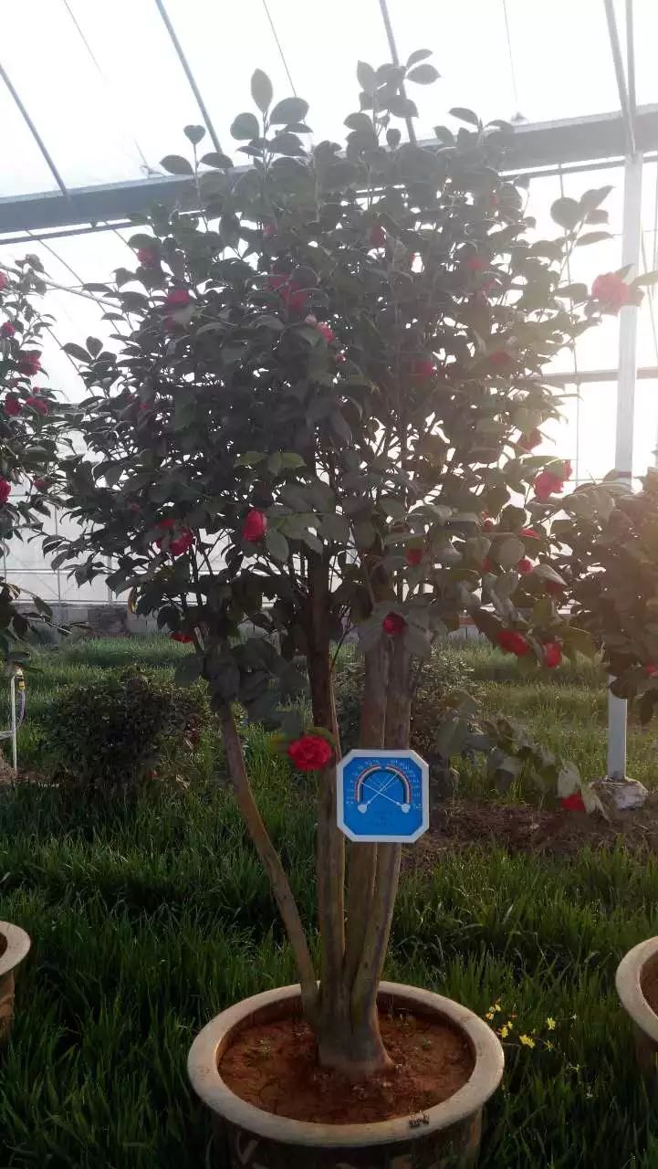 古桩茶花