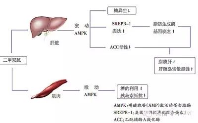 二甲双胍怀孕后还能吃吗?-怀孕期