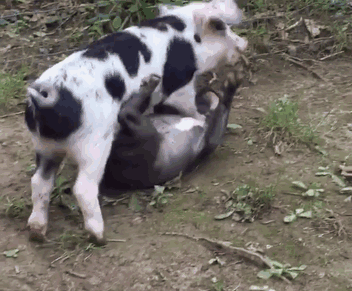 大猪对我爱理不理小猪和我形影不离