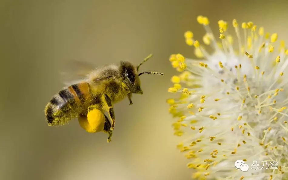 蜂花粉,即花粉,采集1g新鲜花粉,一只蜜蜂需要采集200—300朵鲜花.