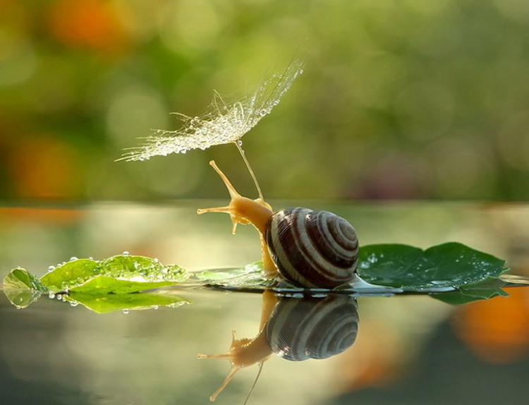 微距世界:两小无猜的蜗牛恋人
