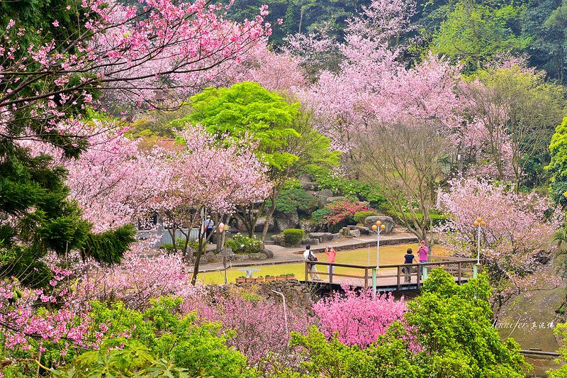 日本樱花