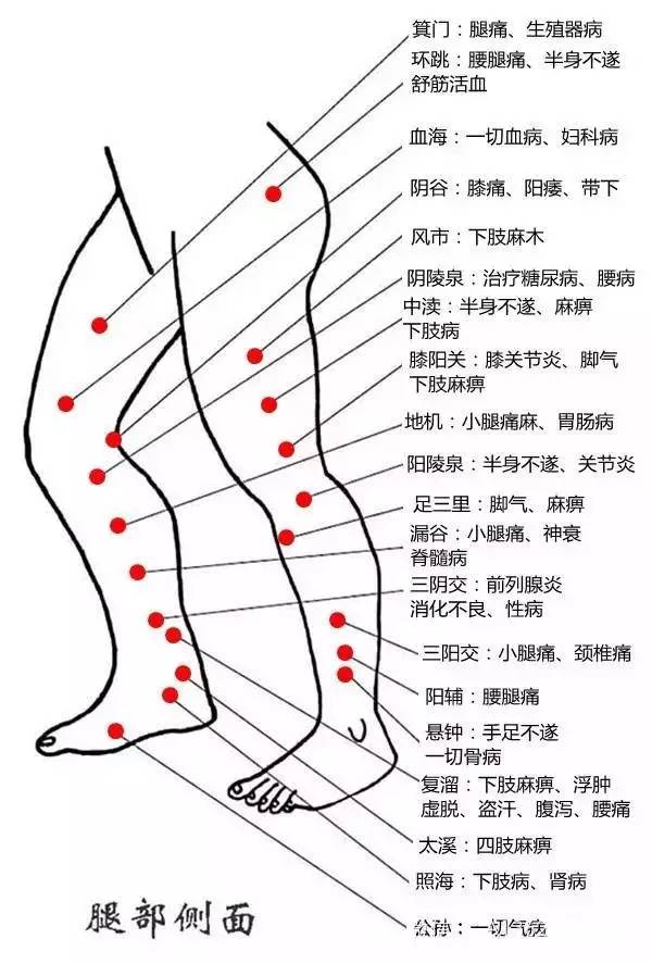 人体腿部侧面穴位图及作用功效