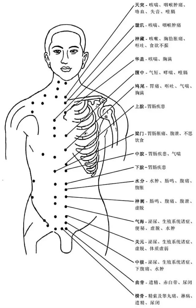 人体胸部,腹部穴位图及作用功效(一)