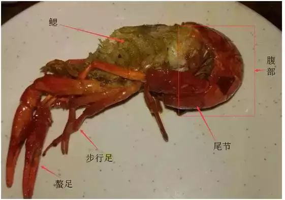 真相 野生的小龙虾能吃吗?吃多了会重金属中毒身亡吗?
