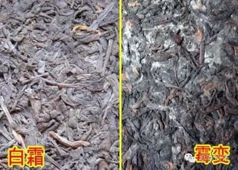 夏颖说茶:普洱茶长“白霜”与“霉变”的区别