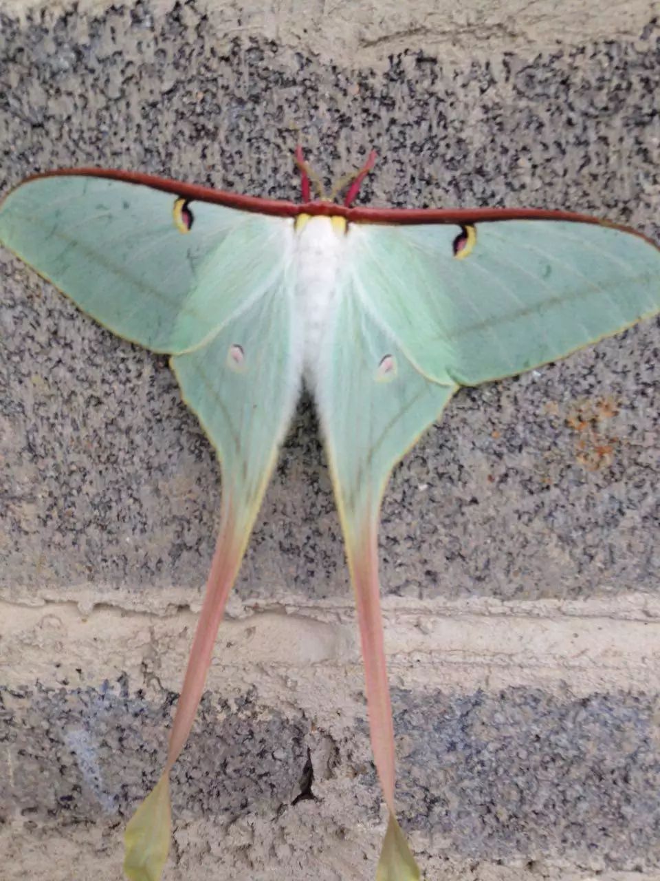 向阳村生物百科02|长尾大蚕蛾:给!你要的最美