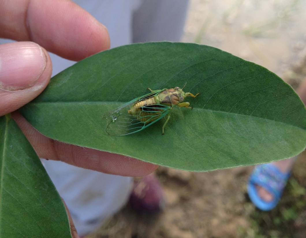 向阳村生物百科05草蝉青青草蝉鸣