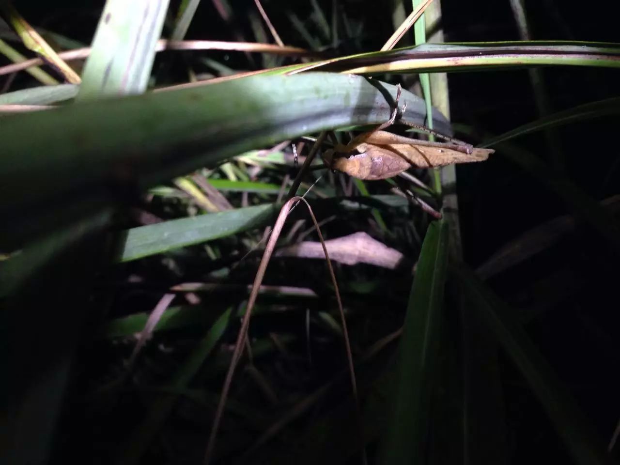向阳村生物百科03|中华纺织娘:寂静有声