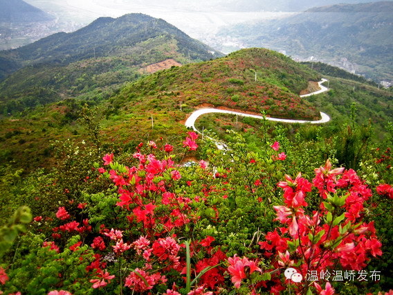 温峤上保山杜鹃花节#等花开的那一天_温岭温峤发布